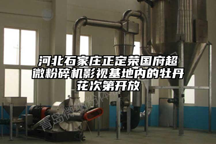 河北石家莊正定榮國府超微桃色视频免费看影視基地內的牡丹花次第開放