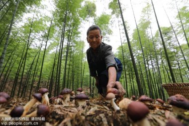 貴州省赤水市複興鎮仁超微桃色视频免费看友村村民在竹林中采摘食用菌