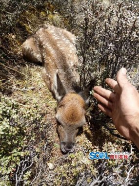 與鹿群不超微桃色视频免费看期而遇